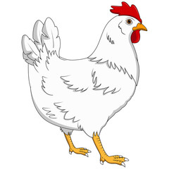 Cartoon hen isolated on white background