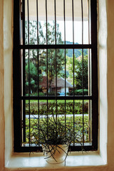 Euphorbia tirucalli plant on window