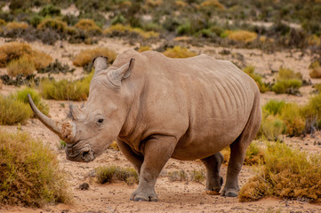 rhino in the wild