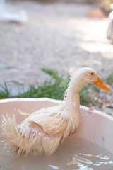 small and cute duck playing in water in bucket