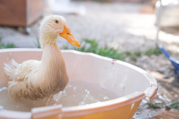 Small and cute duck playing in water in bucket