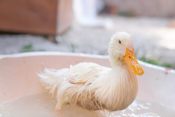 small and cute duck playing in water in bucket