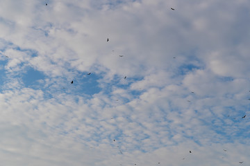 flock of birds flying in the sky