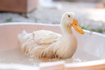 Small and cute duck playing in water in bucket