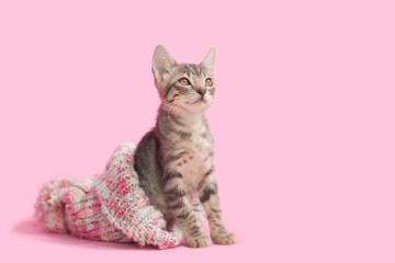 Brown tabby kitten sitting inside a knitted snow hat, pink background.