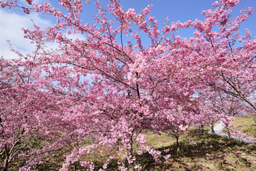 Cherry blossoms in full bloom under blue sky 