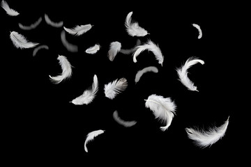 feather abstract background. white feathers falling down in the dark.