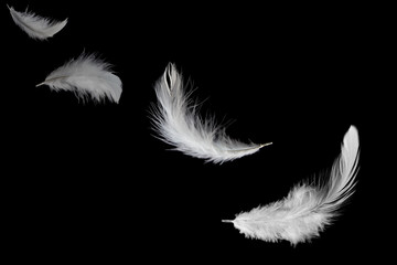 white feathers flying in the dark.
