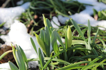 Growing daffodils in the spring sunshine, as the snow melts