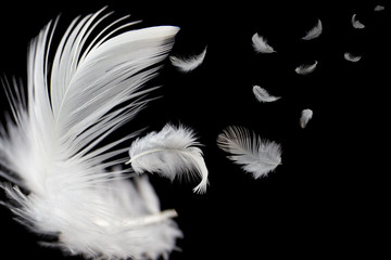 feather abstract background. white feather flying in the dark.