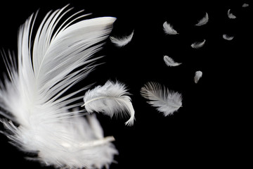 Fototapeta premium feather abstract background. white feather flying in the dark.