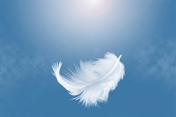 White feather float in the air.