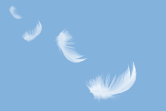 Fototapeta White feather float in the air.