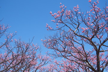 紅梅