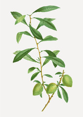 Dwarf Russian almond branch