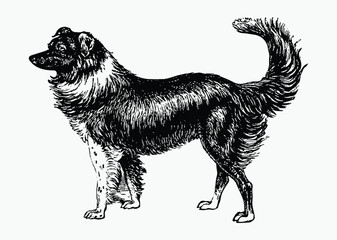 Dog vintage drawing