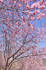 Cherry blossoms in full bloom under blue sky 