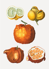 Vintage citrus fruits drawing