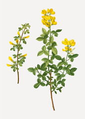Obraz premium Common cytisus flowers