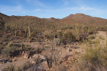 Saguaro cacti, Carnegiea gigantea, on the King Canyon Trail in Saguaro National Park near Tucson, Arizona.