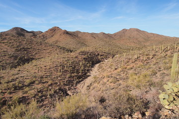 Fototapeta na wymiar Saguaro cacti, Carnegiea gigantea, on the King Canyon Trail in Saguaro National Park near Tucson, Arizona.