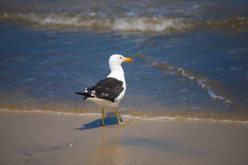 seagull on beach