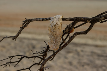 Hanging Shell