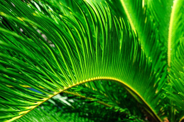 thorn palm leaf, green nature background