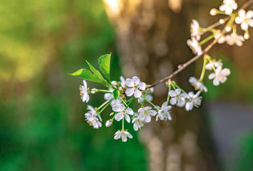 Beautiful spring cherry blossom flowers macro. Photo of blossoming tree brunch with white flowers on bokeh green background. Blooming branch in garden closeup. Wallpaper With Copy Space