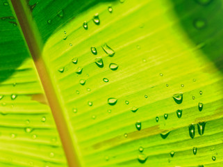 Banana leaf texture background with water dew droplet.