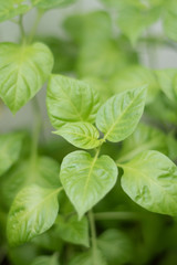 Fototapeta na wymiar fresh basil leaves on green background