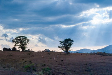 silhouette arbole in plain, sunset sunlight among clouds in central america. Guatemala.