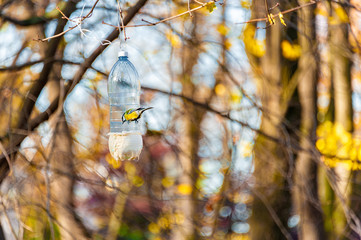 A tit bird on a recycled plastic bottle used as bird feeder. It hangs on tree branches in a park with shallow depth of field background.