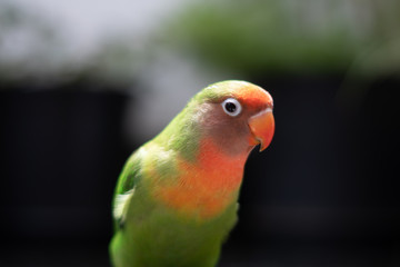 Fototapeta na wymiar colorful parrot on a branch