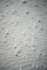 sand and shells