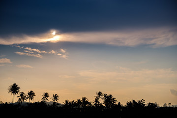 Sunset with a silhouette of rice fields 6