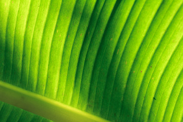 Banana leaf texture background. 