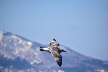 海岸を飛ぶカモメ