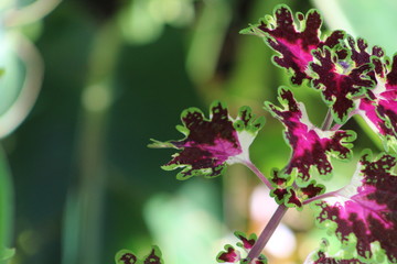 pink flowers