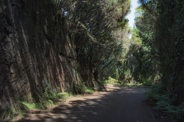 Naklejka premium Magical place in the mountains of Anaga-deserted road. Tenerife. Canary Islands. Spain