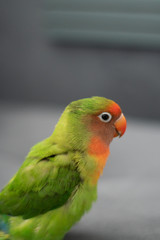 rainbow lorikeet on a branch