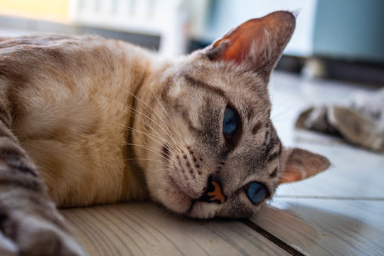 Gato