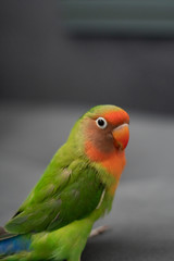 rainbow lorikeet on a branch