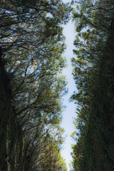 Fototapeta premium Magical place in the mountains of Anaga-deserted road. Tenerife. Canary Islands. Spain