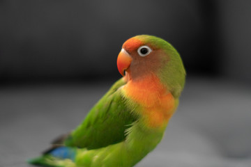 rainbow lorikeet on a branch
