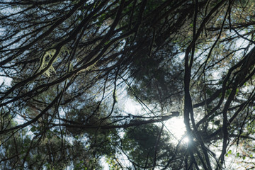 Obraz premium Magical place in the mountains of Anaga-deserted road. Tenerife. Canary Islands. Spain