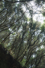 Magical place in the mountains of Anaga-deserted road. Tenerife. Canary Islands. Spain
