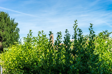Italy, Rome, Roman Forum, a group of bushes and trees