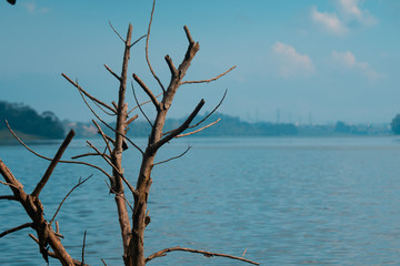 tree on the beach