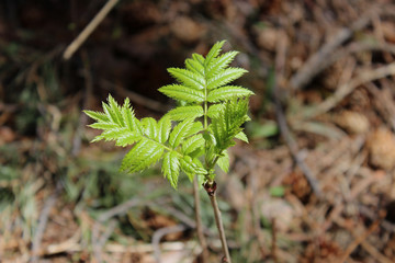 young plant in the garden